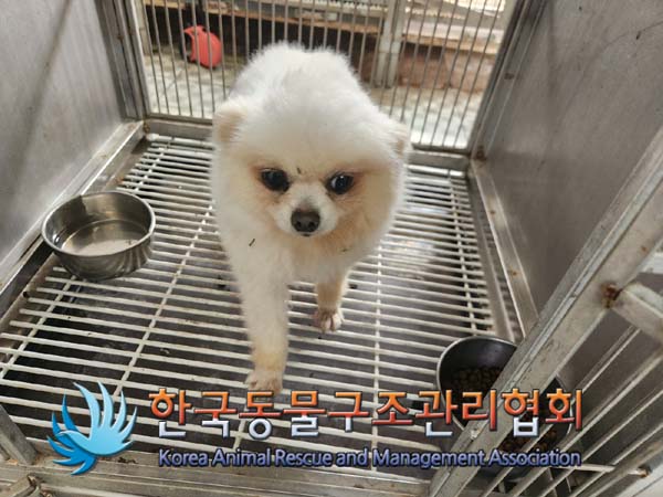 종료(안락사) 포메…